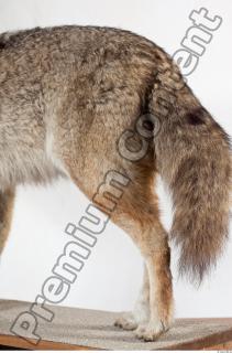 Wolf leg photo reference 0002